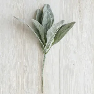 Pick - Lambs Ear