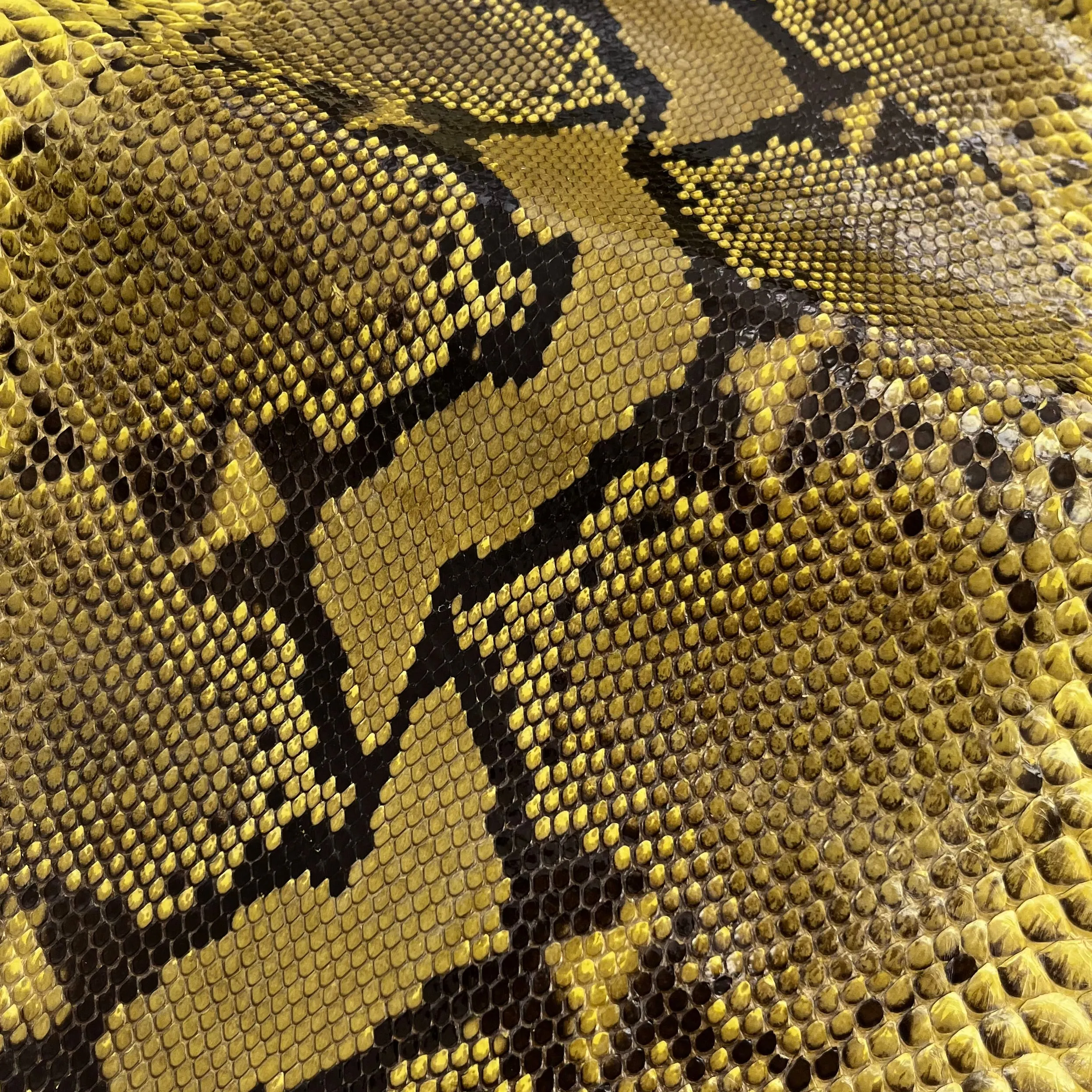 Python Glazed | Yellow Pattern | Long Tail Front Cut